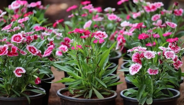 imgi_11_IMG_0134-1536x1024-1-1024x683